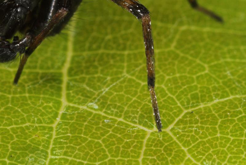 Textrix_denticulata_D8209_Z_88_Bij afgraving_Nederland.jpg